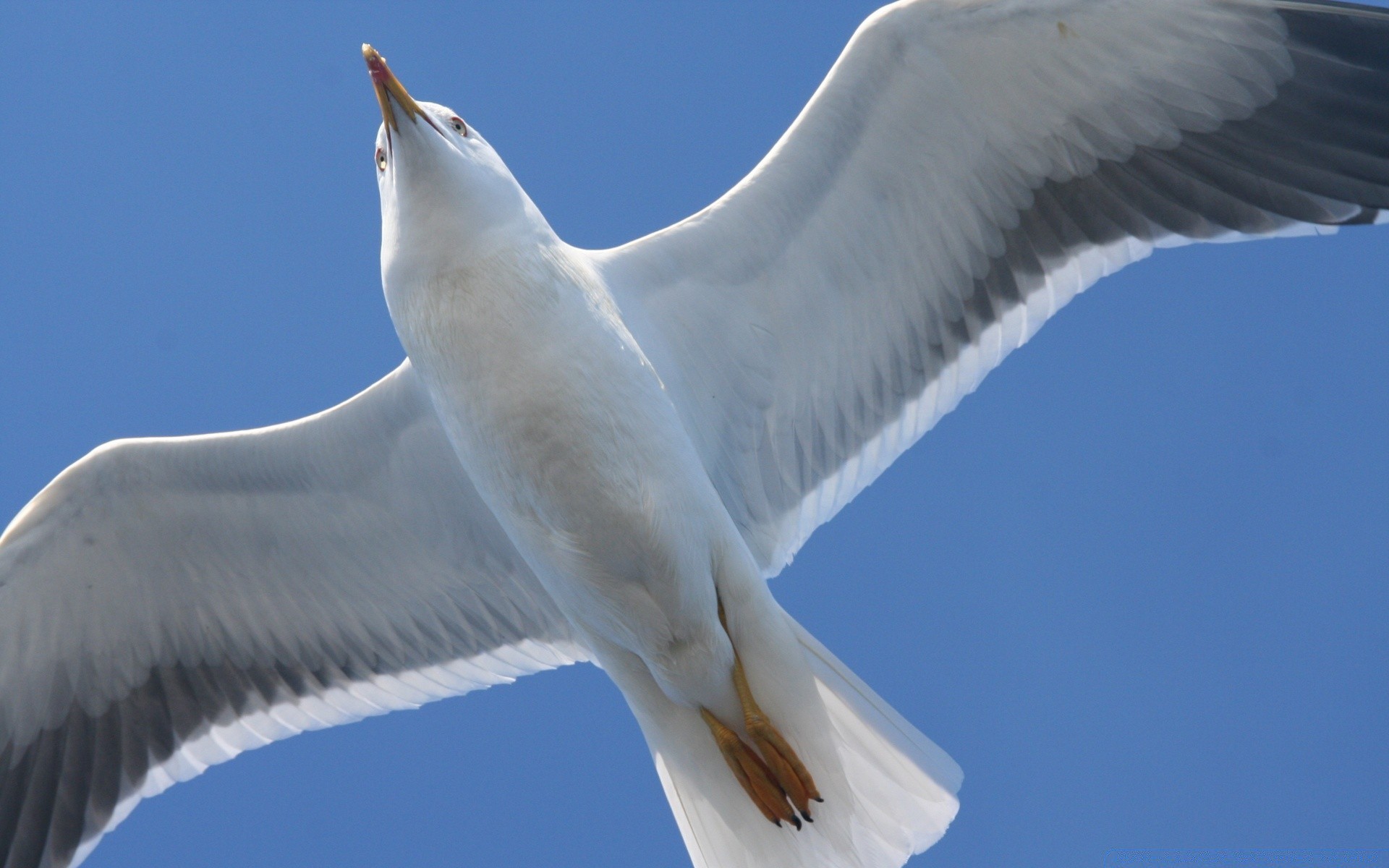 gaivota pássaro gaivota voo vida selvagem céu natureza voar asa mar água liberdade animal flutuar ao ar livre oceano