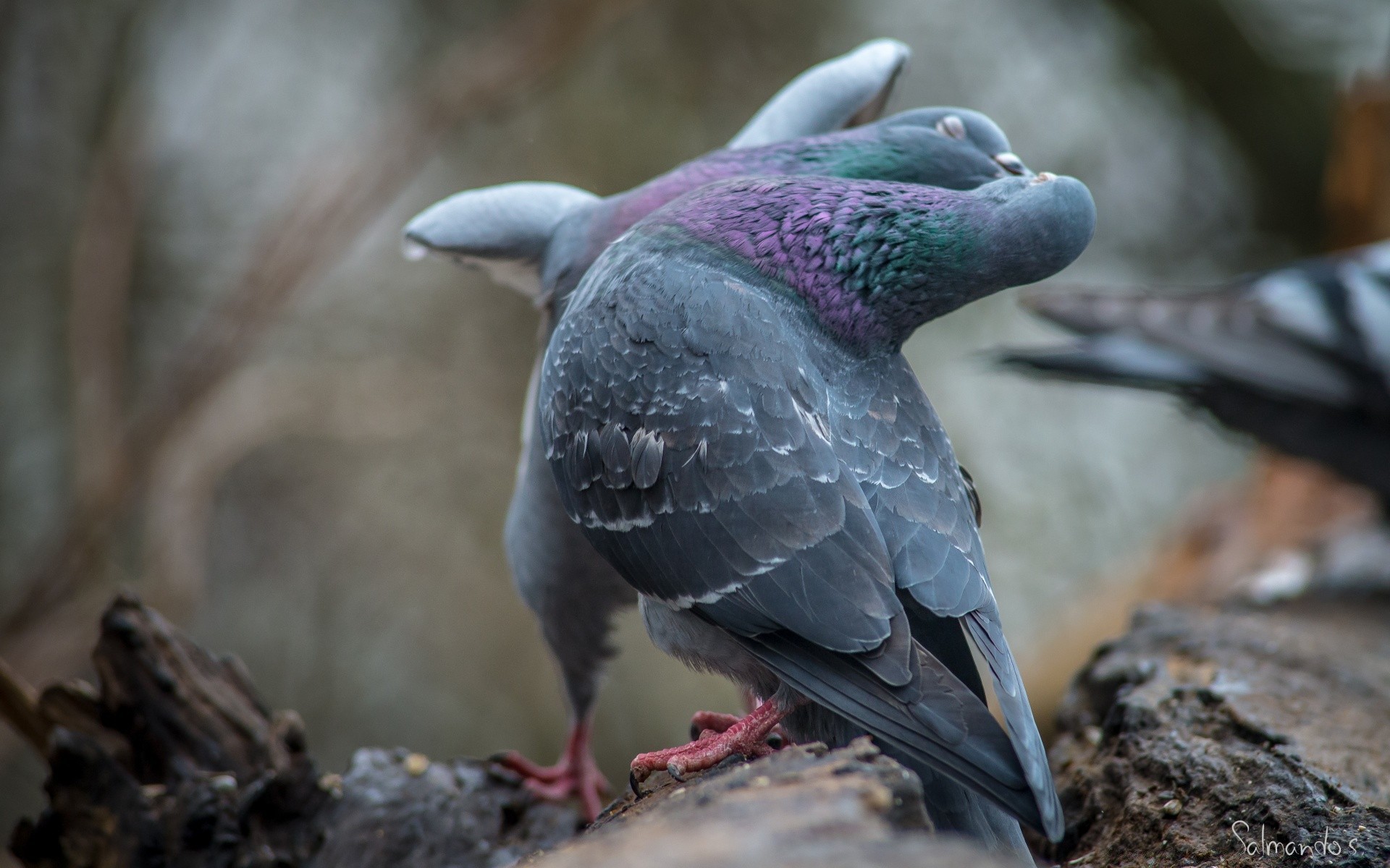 gołąb ptak natura dzika przyroda zwierzę gołąb dziób dziki skrzydło pióro na zewnątrz zoo park