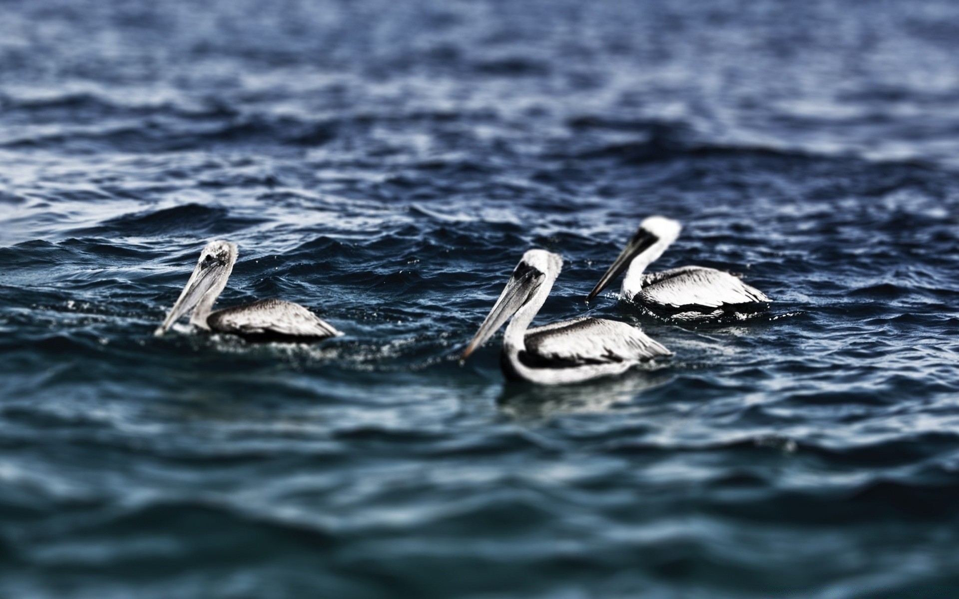 ptaki woda morze ocean dzika przyroda ptak natura pływanie morski na zewnątrz