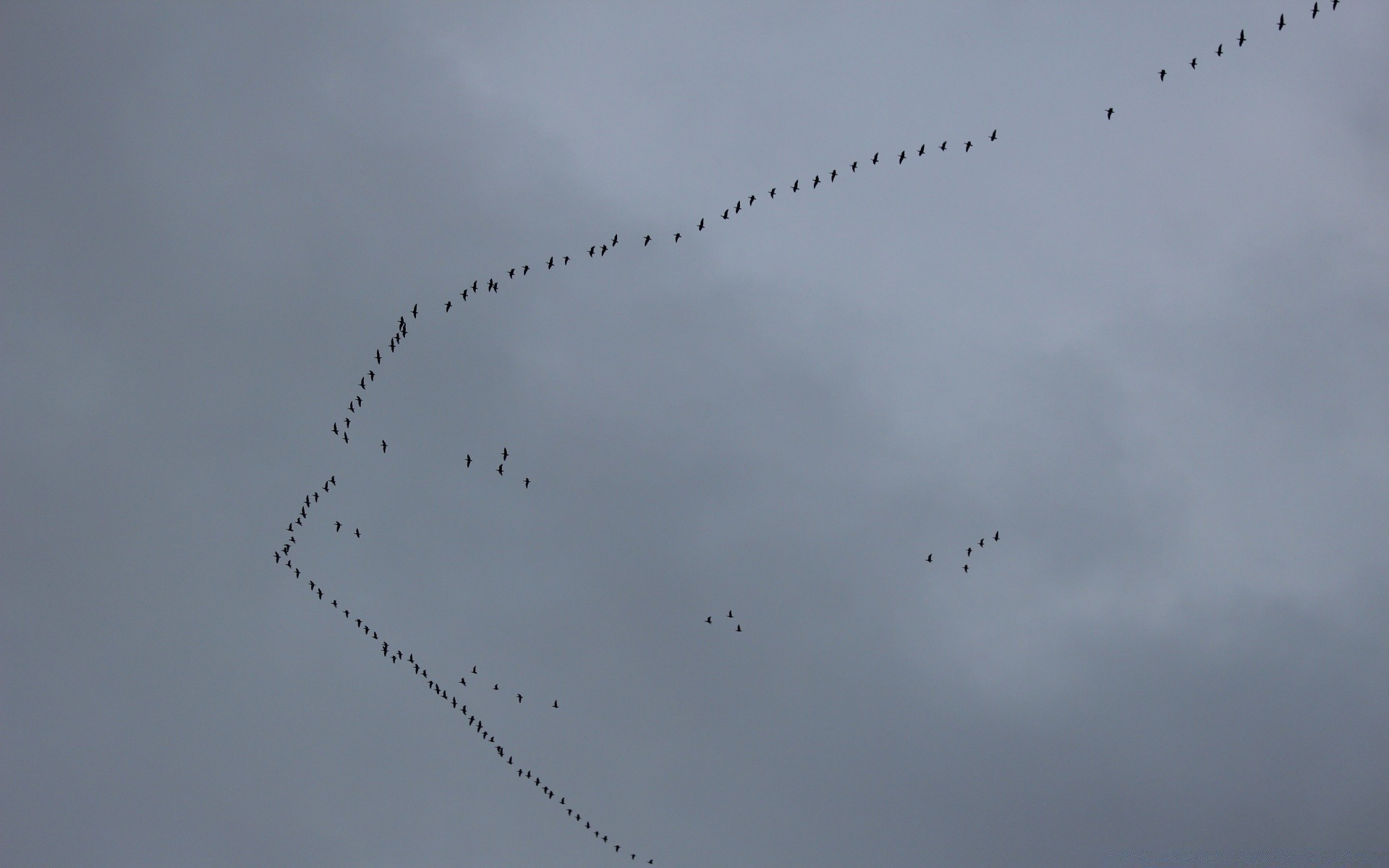 oiseaux ciel avion avion avion vol formation géologique voler militaire précision fumée air nuage combattant vitesse résumé guerre technologie à l extérieur