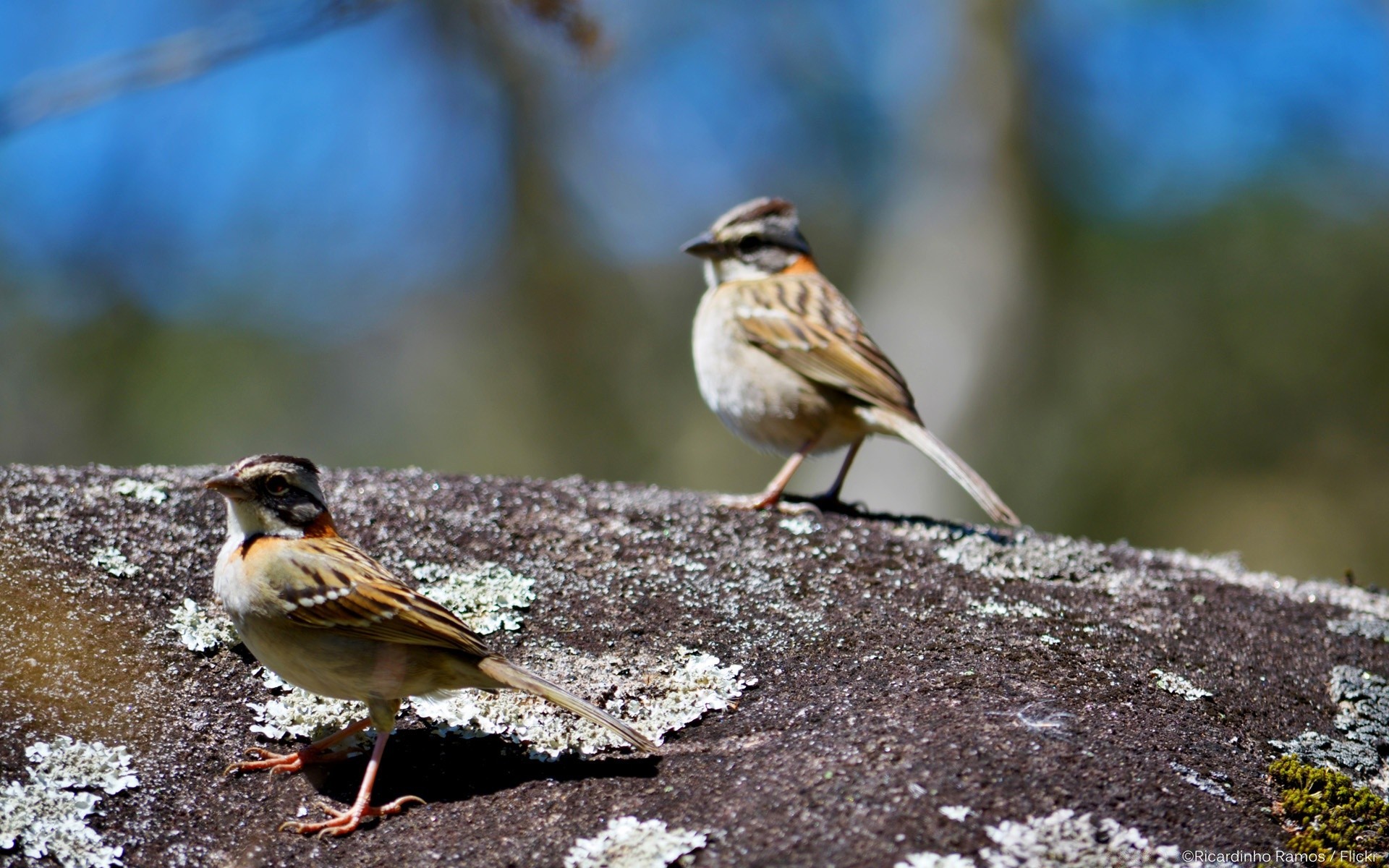 aves pássaro vida selvagem pardal animal natureza corvo ao ar livre pena pequeno aviano bico ornitologia asa selvagem finch observação de aves vista lateral pardal borrada