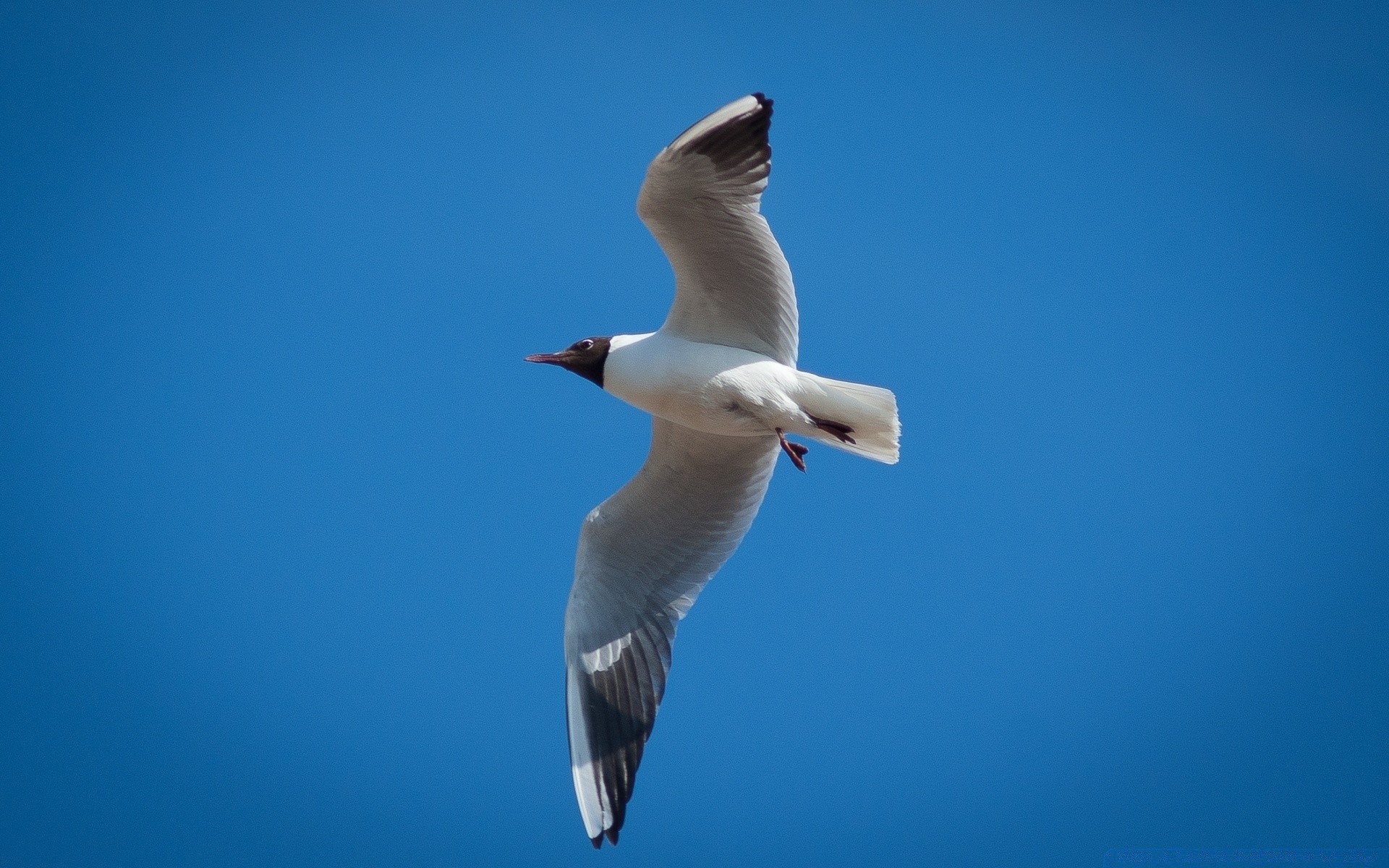 gabbiano gabbiano uccello fauna selvatica volo cielo all aperto natura libertà