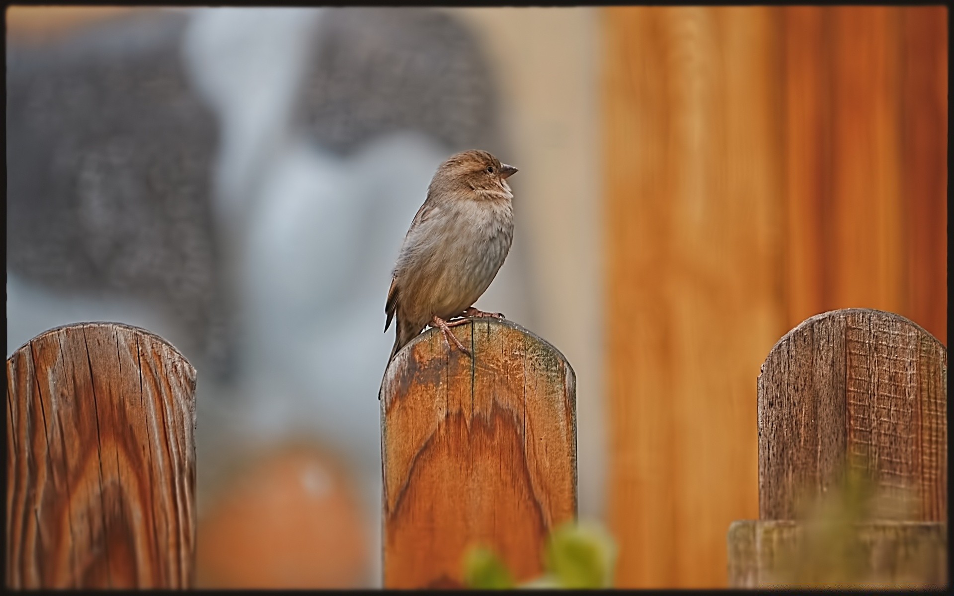 birds wood nature bird