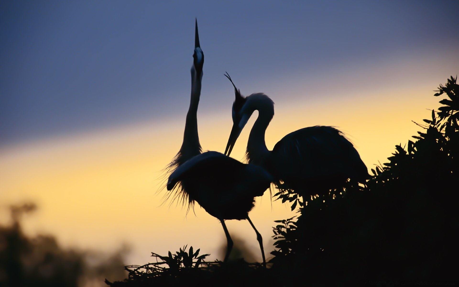 sauvagine oiseau coucher de soleil la nature la faune ciel aube silhouette rétro-éclairé l eau à l extérieur soir