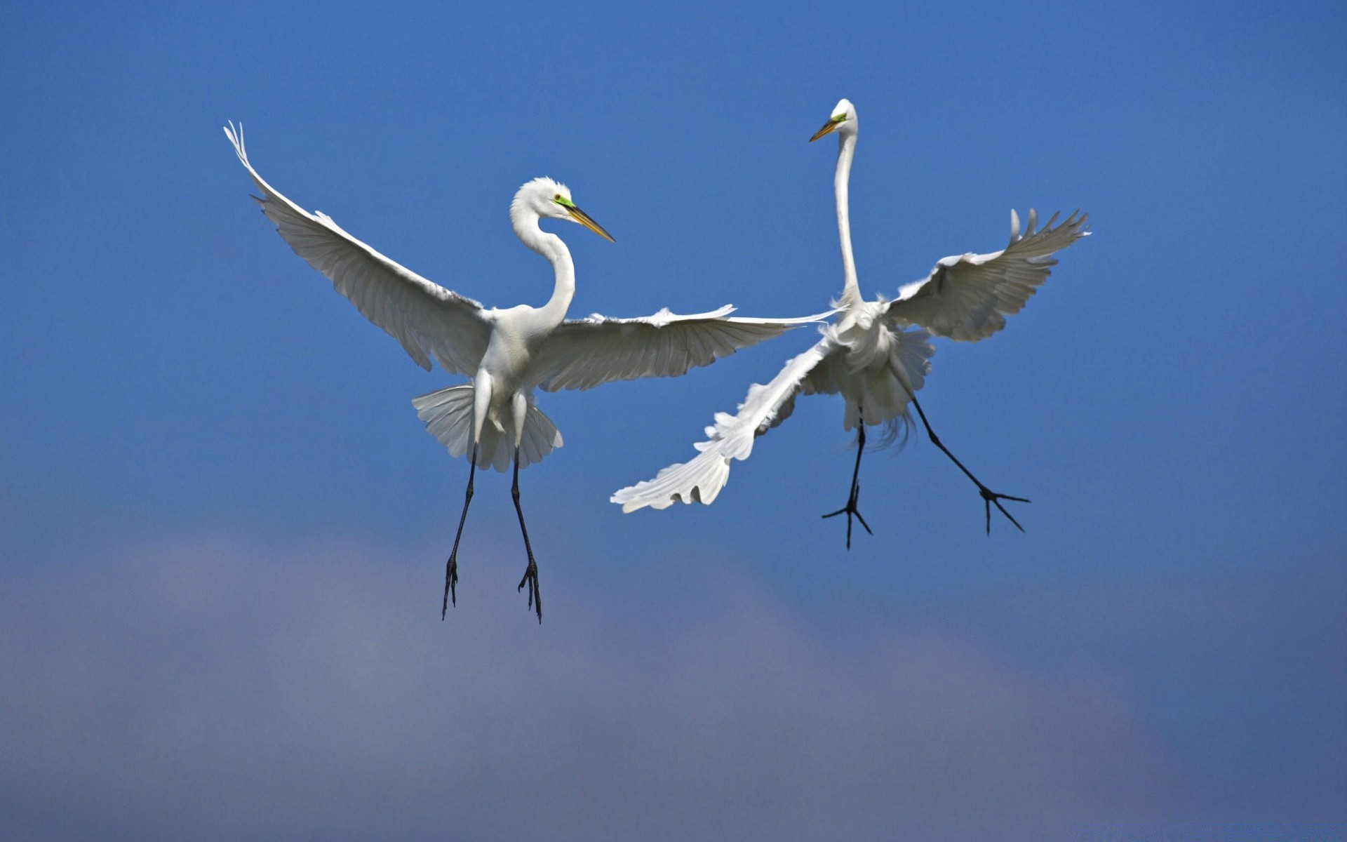 waterfowl bird nature wildlife flight sky outdoors animal