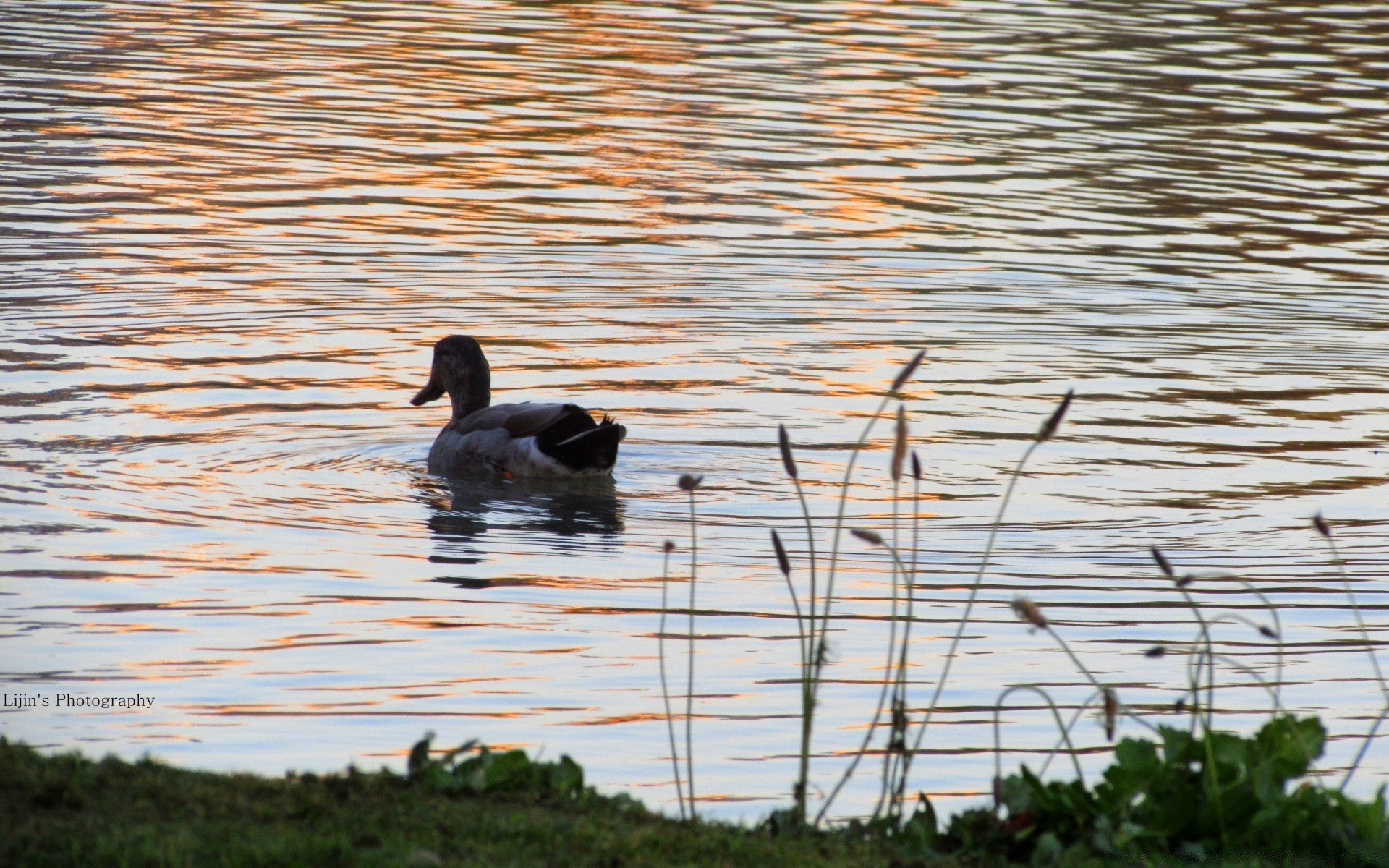 pato pássaro água lago água piscina reflexão rio natureza vida selvagem aves ganso pato pena animal avian ao ar livre bico marcha