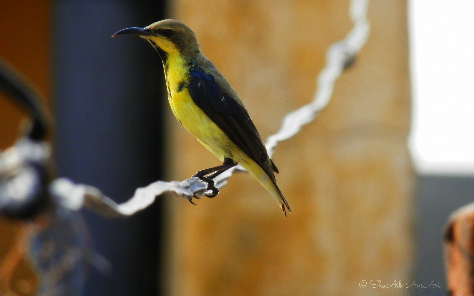 birds bird wildlife nature one outdoors animal