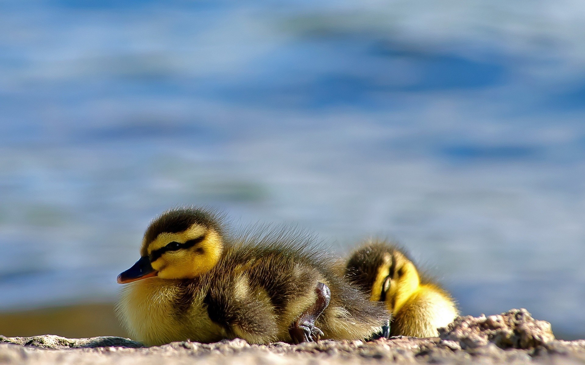 pisklęta ptak dzika przyroda panie kaczka ptaki kaczątko zwierzę woda natura na zewnątrz jezioro krzyżówka