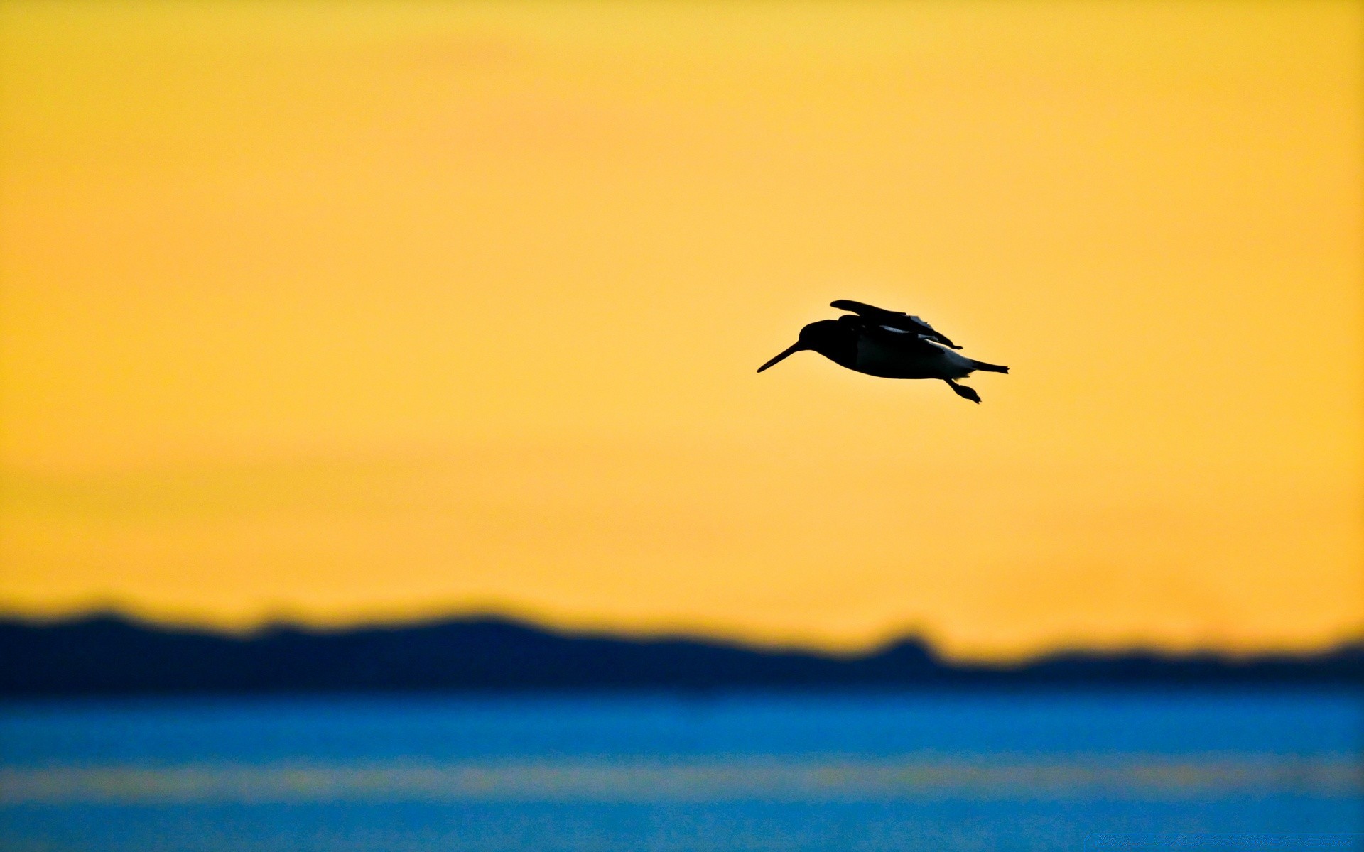 ptaki zachód słońca woda ptak plaża morze świt natura ocean słońce zmierzch niebo wieczór odbicie na zewnątrz piasek jezioro przyroda