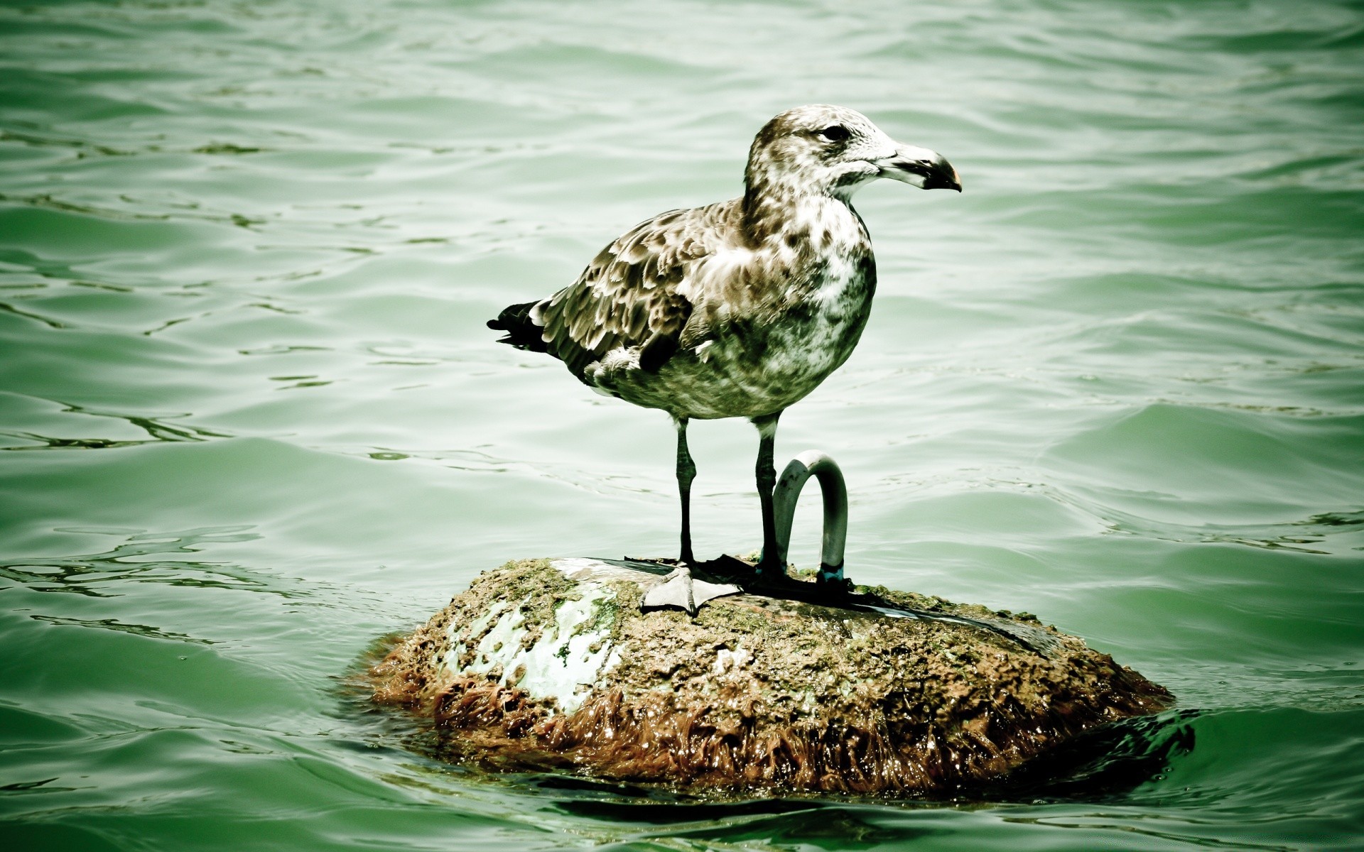 aves acuáticas agua aves naturaleza vida silvestre al aire libre salvaje gaviotas verano