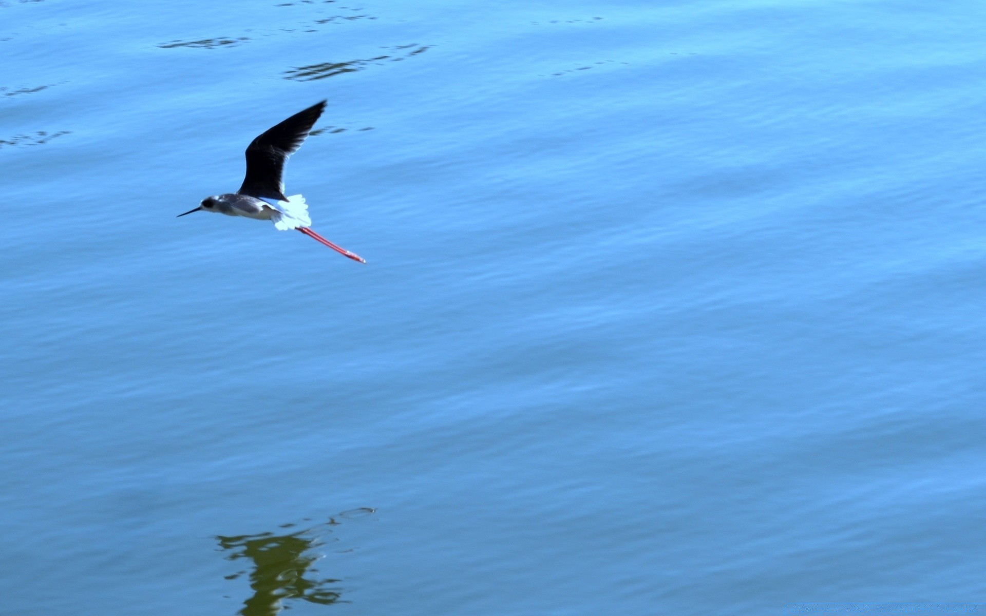 wasservögel vogel wasser natur tierwelt ozean meer see strand im freien möwen aktion