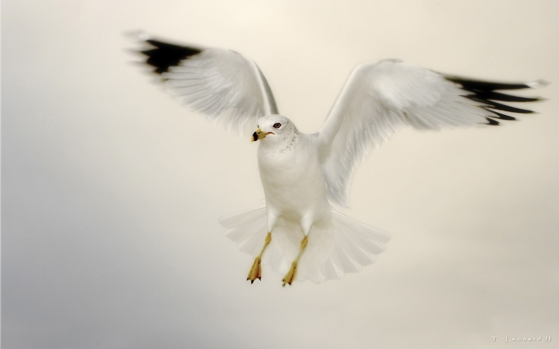 seagull bird wildlife animal flight feather nature seagulls fly freedom raptor sky beak wing wild