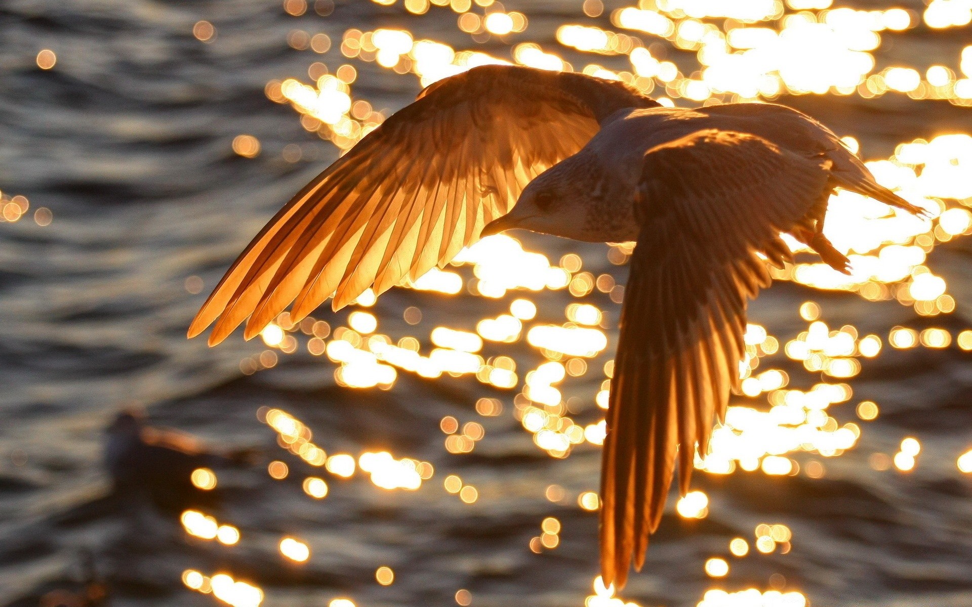 gabbiano uccello all aperto natura acqua fauna selvatica