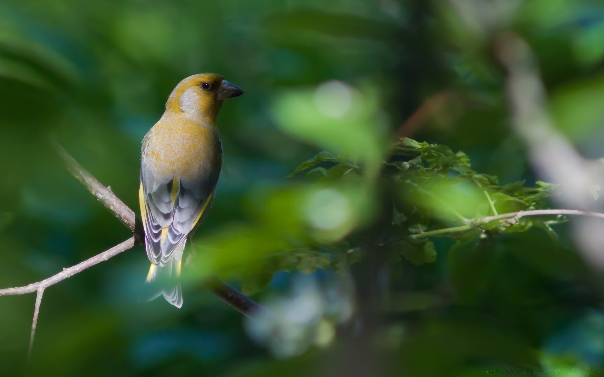 oiseaux oiseau la faune à l extérieur nature feuille flou animal sauvage aile avian