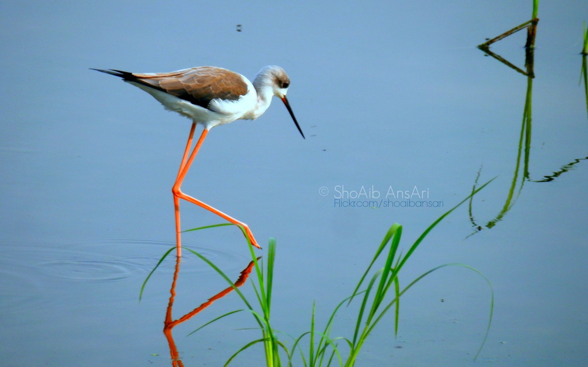 aves aquáticas vida selvagem pássaro ao ar livre natureza