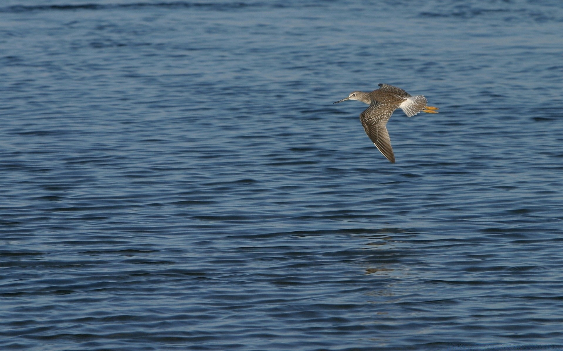 ptaki woda ptak morze natura na zewnątrz ocean mewy przyroda jezioro odbicie