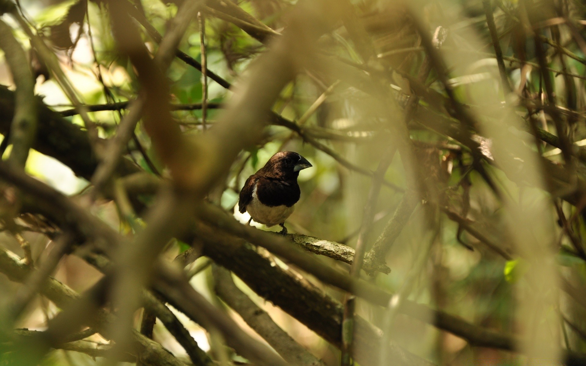 aves pássaro vida selvagem borrão natureza ao ar livre árvore animal luz do dia folha madeira selvagem