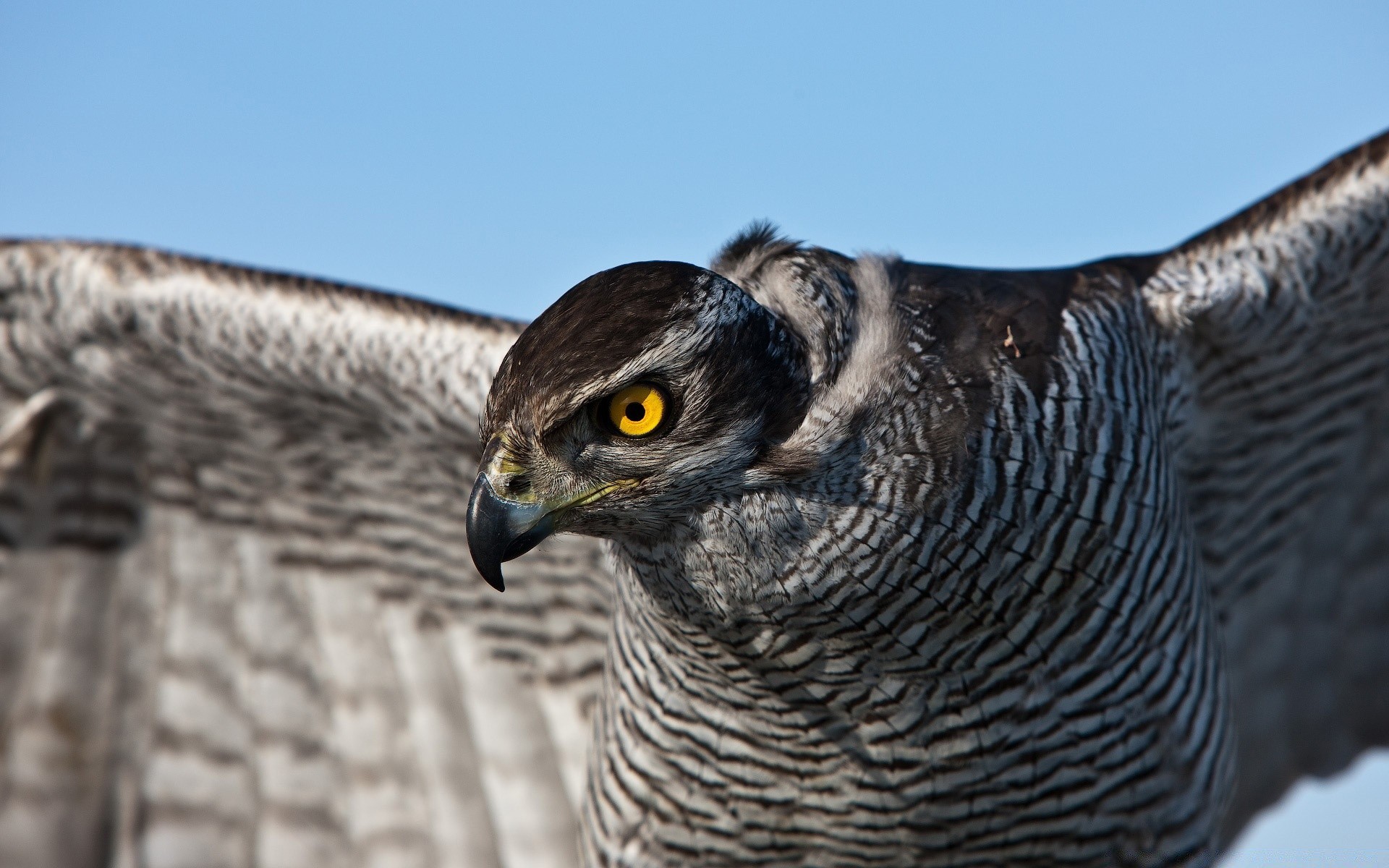 adler vogel tierwelt tier feder natur raptor schnabel wild beute hock raubtier flügel falke