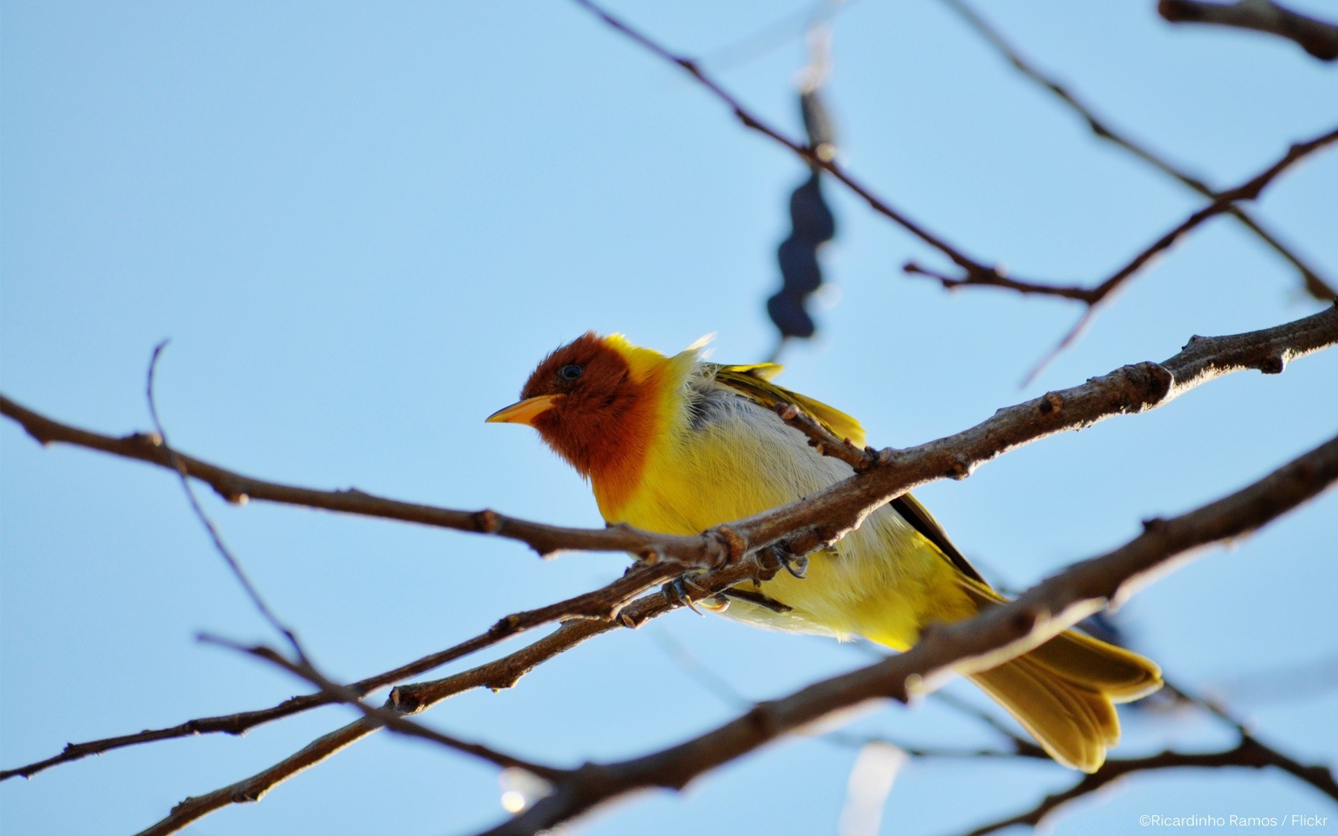 aves pássaro vida selvagem ao ar livre cantoneira natureza avian animal árvore finch