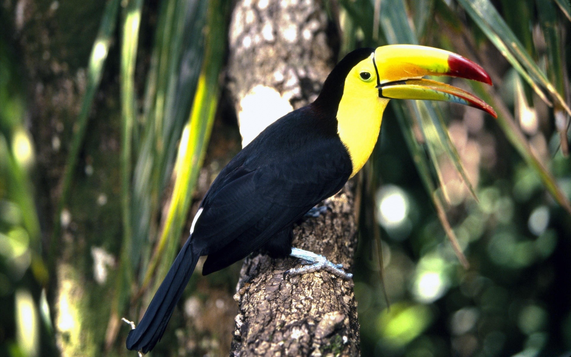 aves pássaro vida selvagem tropical floresta tropical bico exótico ao ar livre selva natureza selvagem avian pena animal madeira árvore asa papagaio