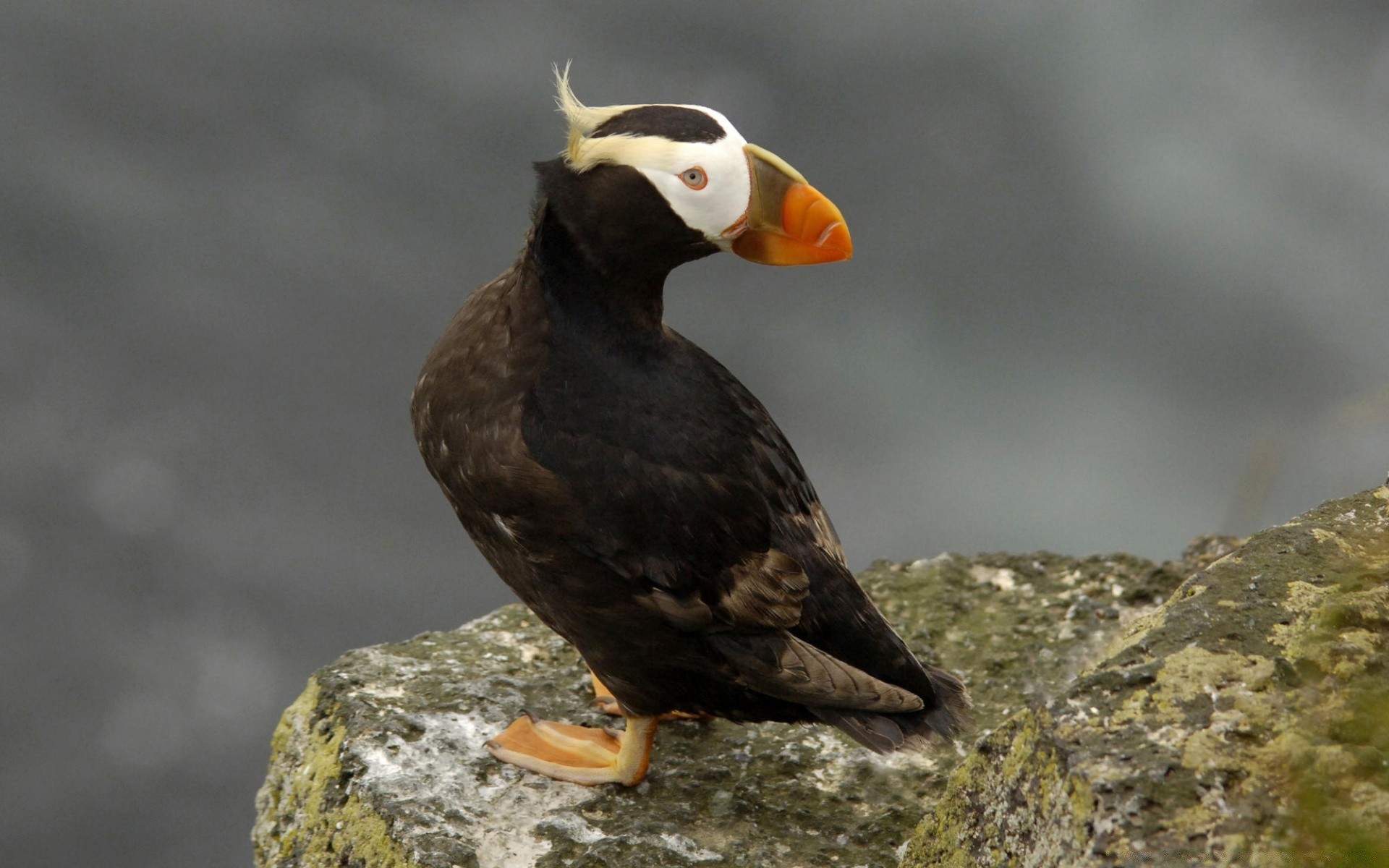 uccelli uccello fauna selvatica natura animale selvaggio becco all aperto vista laterale avian