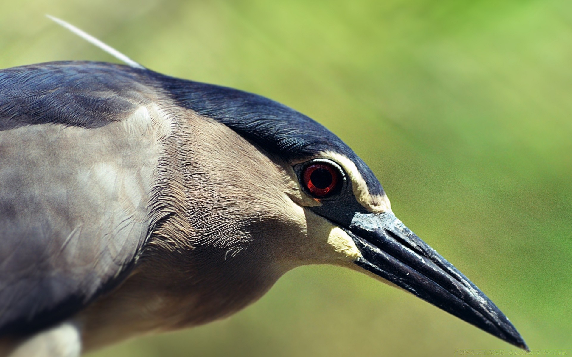 ptaki ptak dzika przyroda zwierzę natura dziób dziki pióro herona portret avian woda uwaga