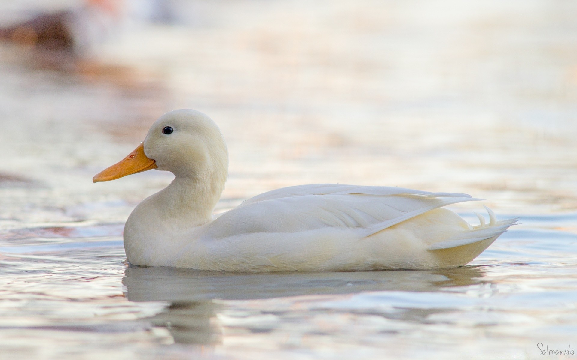 łabędzie ptak kaczka woda ptactwo wodne przyroda natura jezioro gęś pióro łabędź zwierzę na zewnątrz pływanie