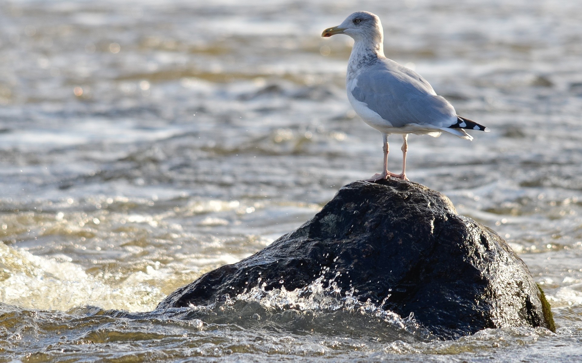 seagull water bird sea seagulls ocean wildlife beach nature seashore animal outdoors wave surf shore wild