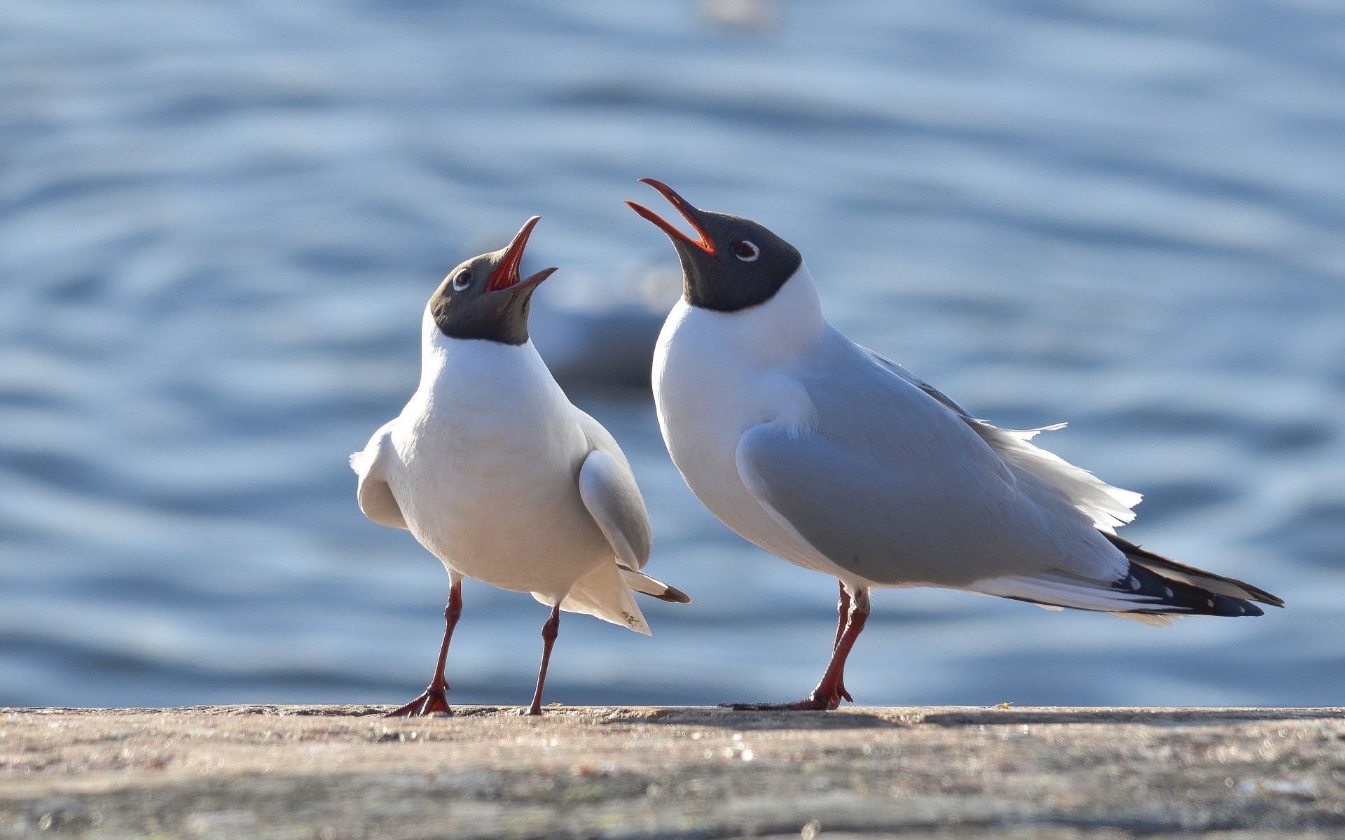 mouette oiseau faune mouette animal bec plume nature sauvage aile vol avian oiseaux