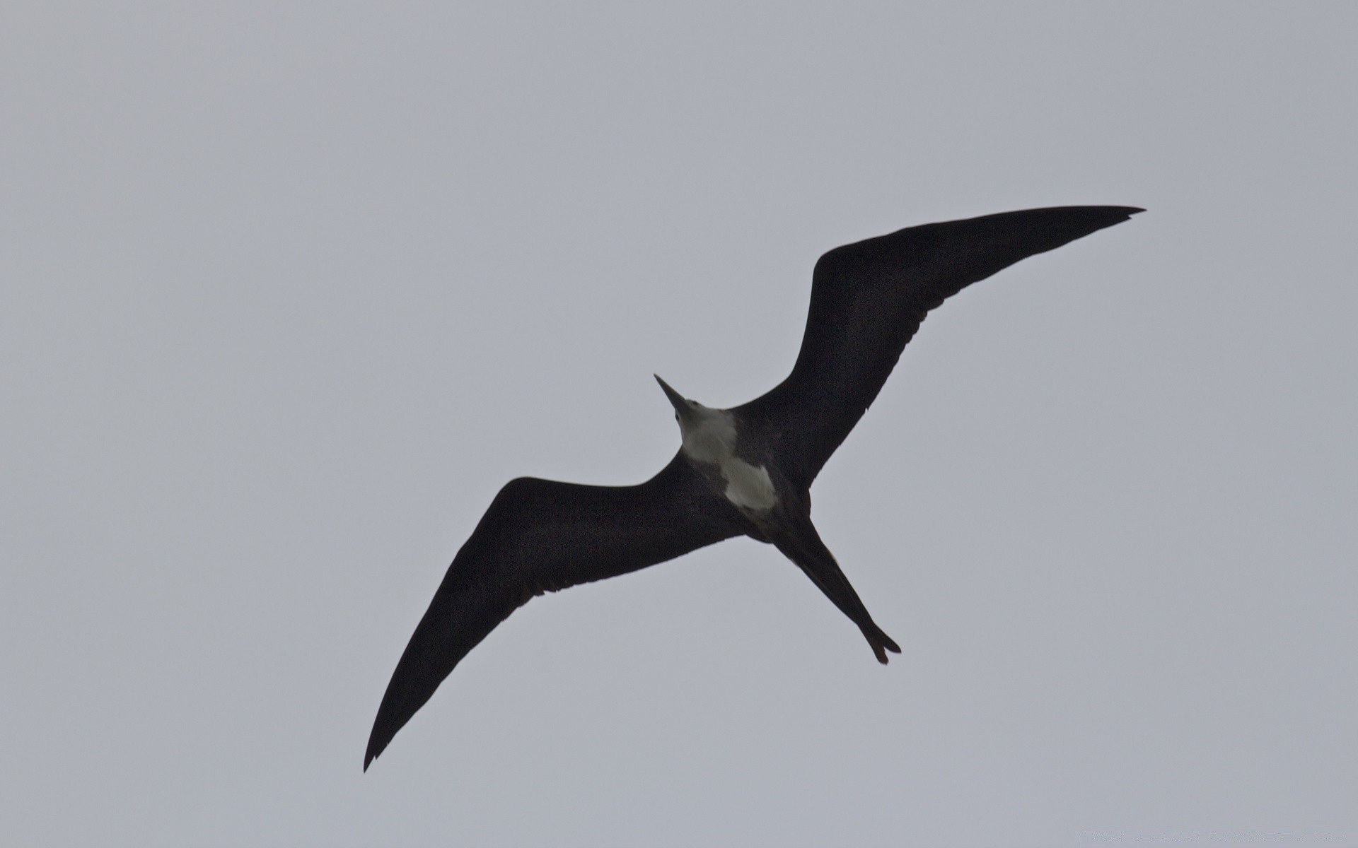 aves pássaro vida selvagem voo ao ar livre natureza voar