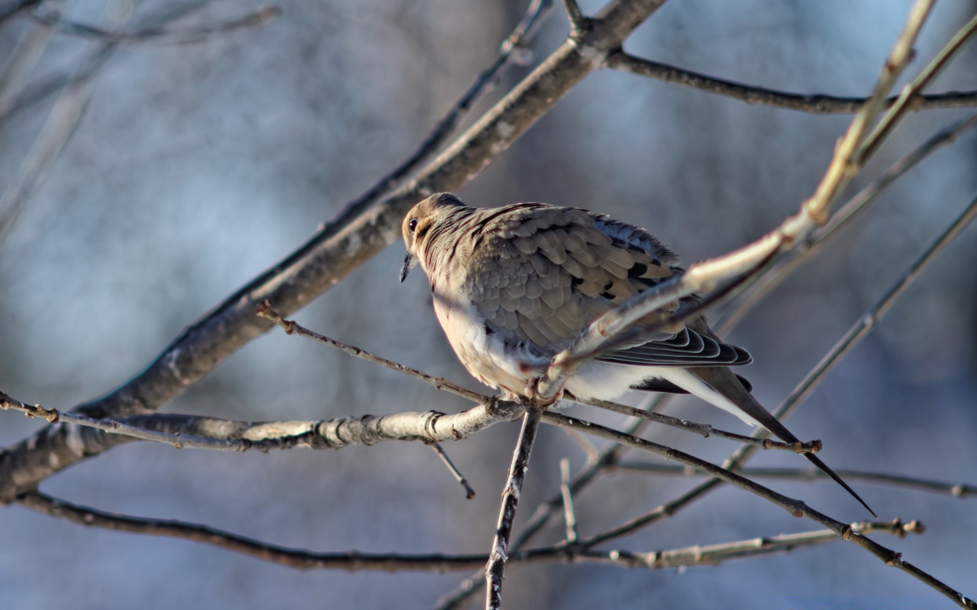 pombo natureza pássaro inverno ao ar livre vida selvagem animal selvagem árvore cor