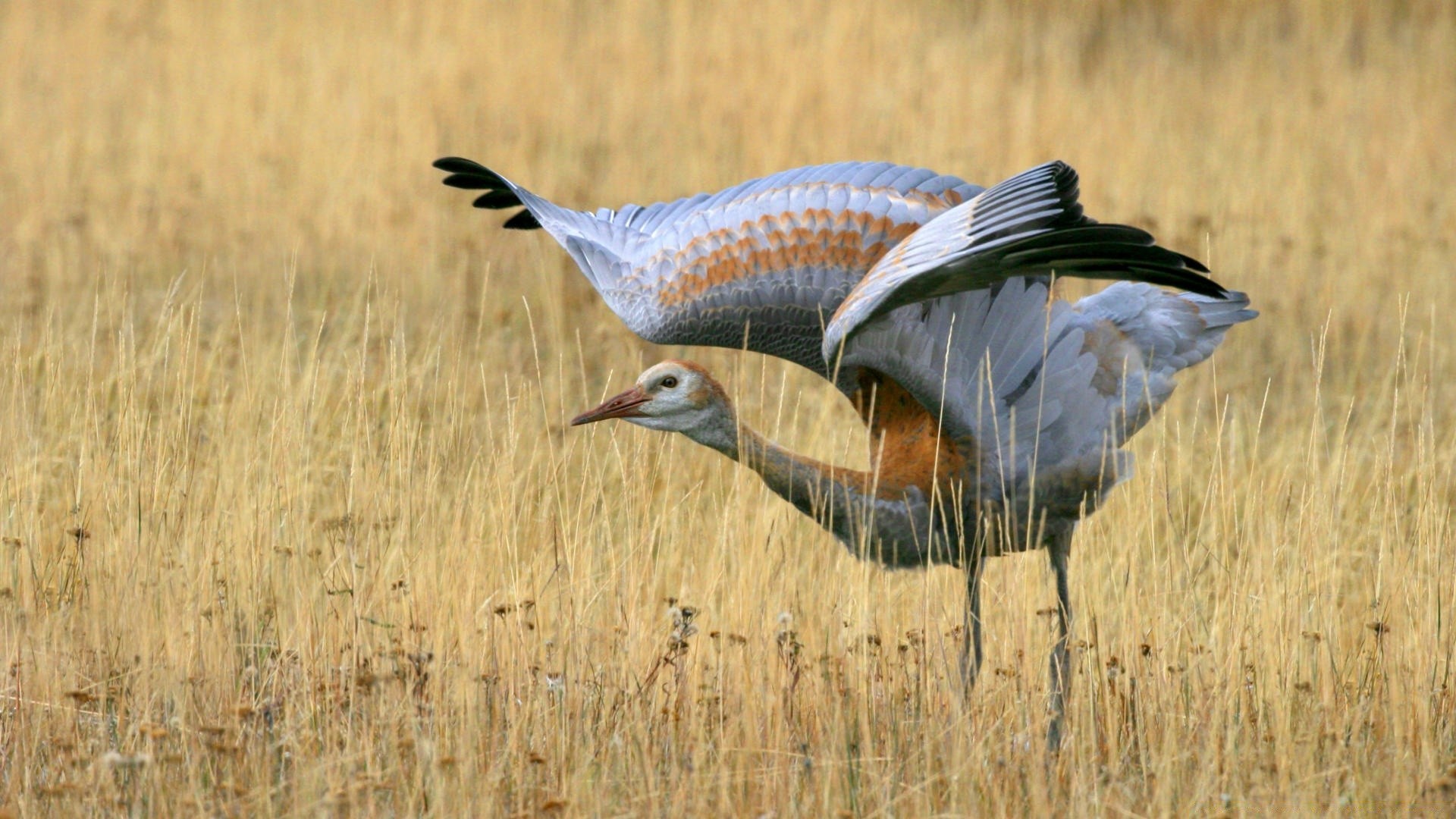 aves acuáticas vida silvestre pájaro animal naturaleza salvaje pluma hierba al aire libre pico aviano