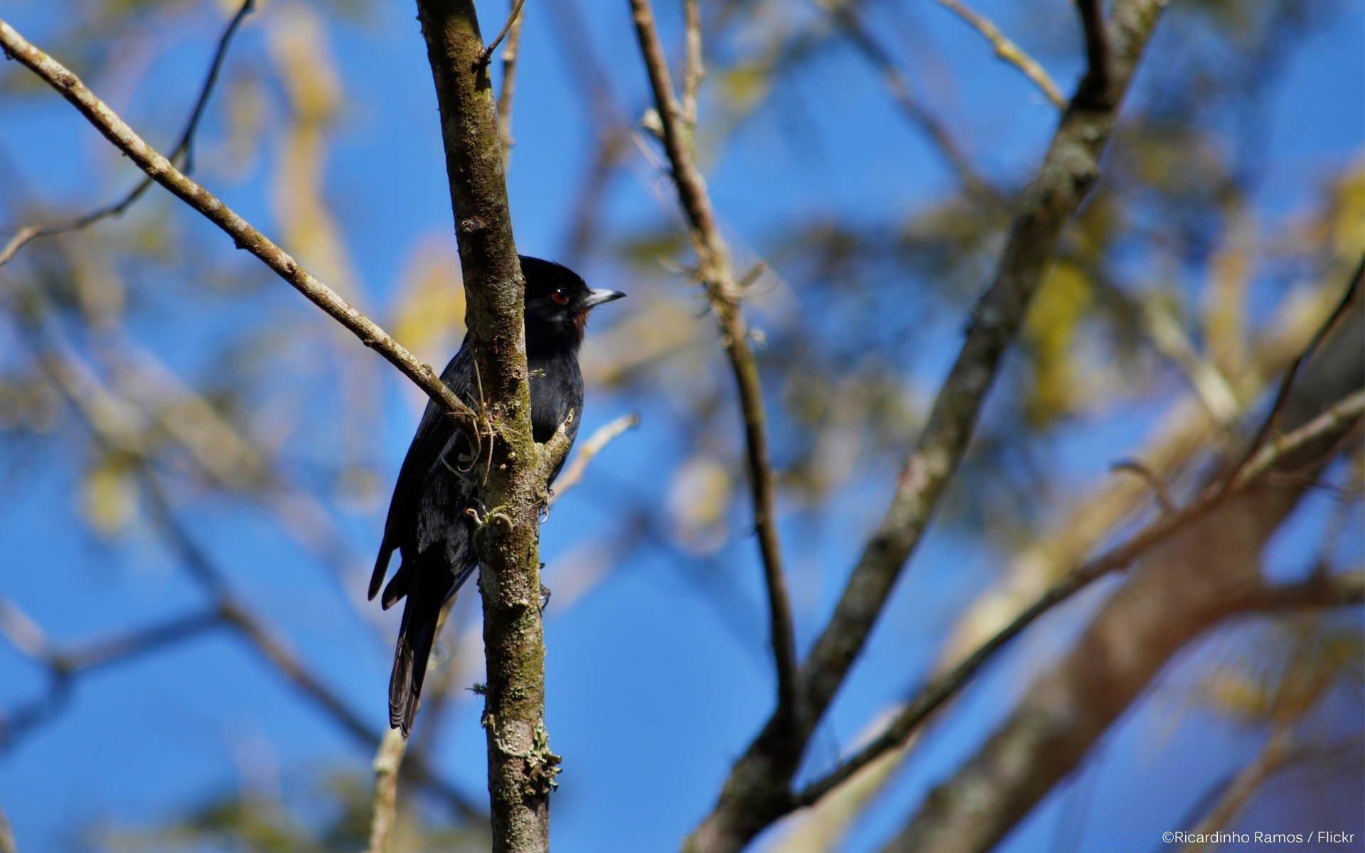 oiseaux oiseau arbre la nature la faune en plein air chant animal bois starling hiver ciel merle plume parc observation des oiseaux