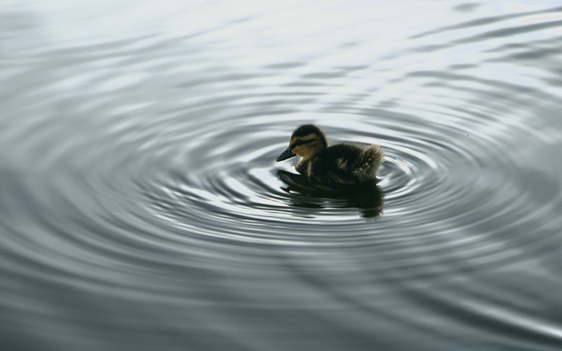 küken wasser schwimmbad see ente reflexion vogel fluss schwimmen nass natur wasservögel im freien unschärfe tierwelt stockente welligkeit