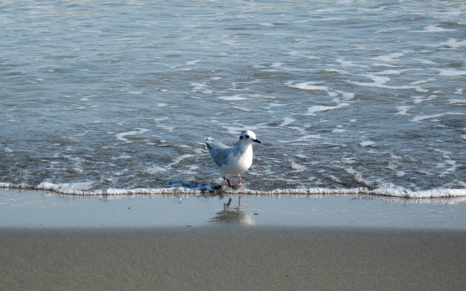 oiseaux eau plage mer oiseau mer océan mouettes sable hiver voyage rive à l extérieur lac nature lumière du jour été ciel