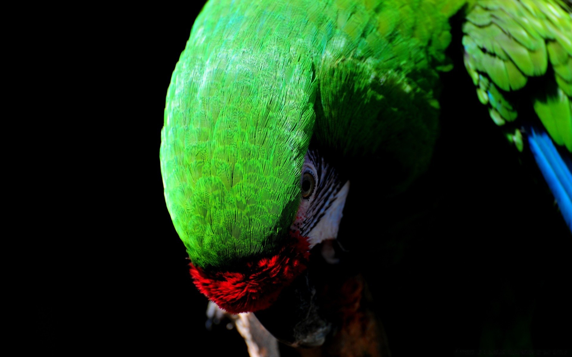 loro pájaro color brillante