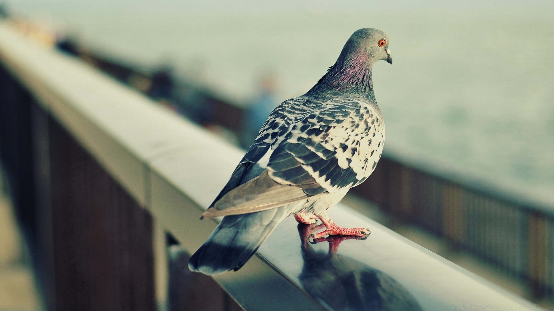 dove bird pigeon nature wildlife outdoors wing animal flight one