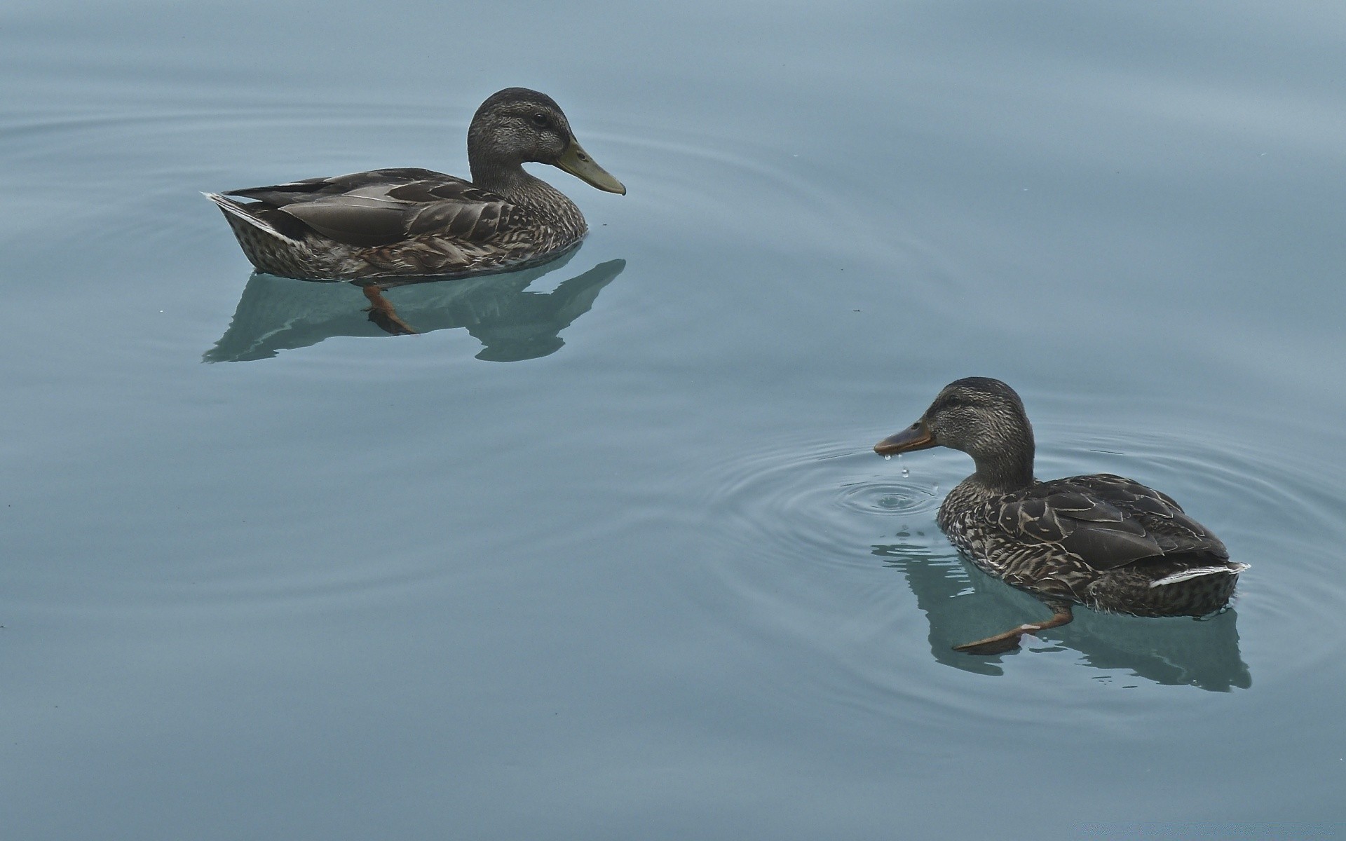 duck bird waterfowl wildlife water mallard lake pool swimming poultry drake goose feather nature outdoors