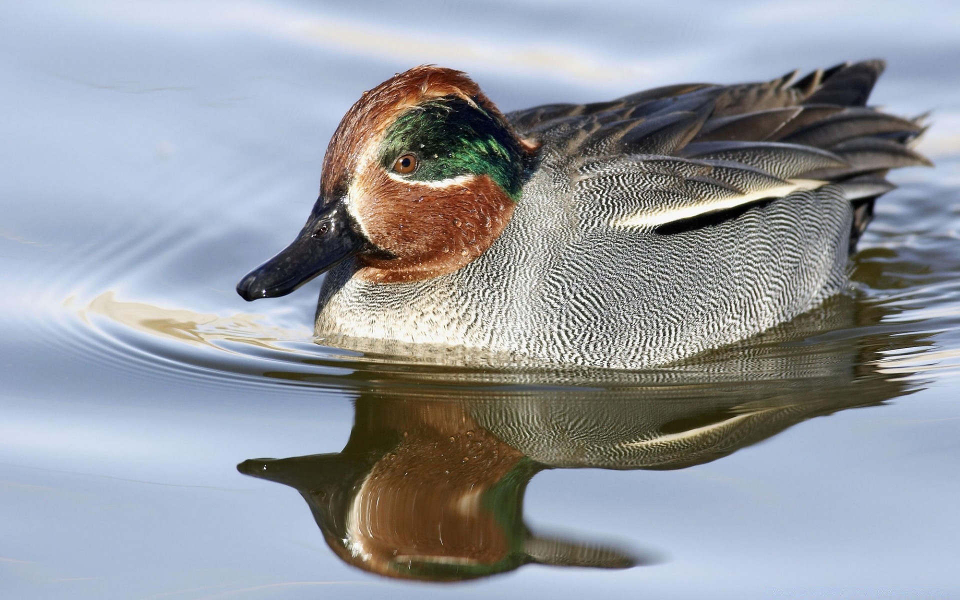 duck bird wildlife animal pool lake mallard waterfowl swimming nature poultry water drake