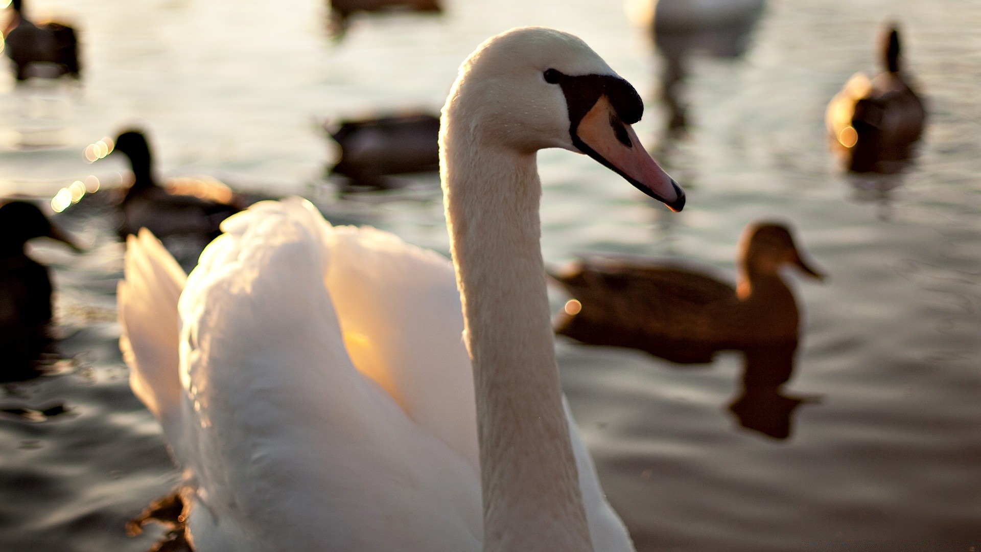 cygnes cygne oiseau eau lac canard oie sauvagine oiseaux faune en plein air piscine nature réflexion natation hiver rivière coucher de soleil amour plume