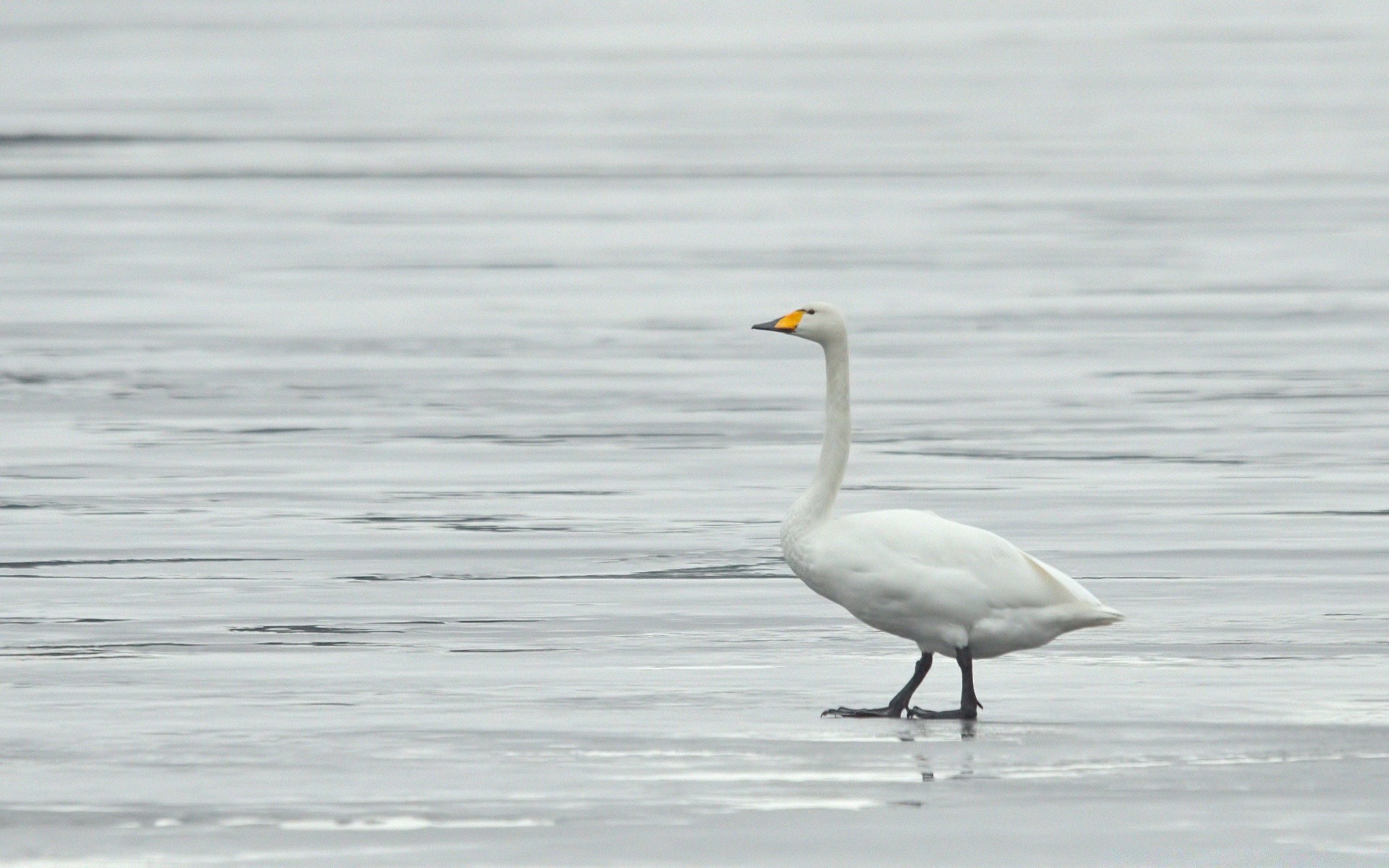 wasservögel vogel wasser tierwelt see feder natur vögel im freien schwimmbad möwen wild tier schnabel