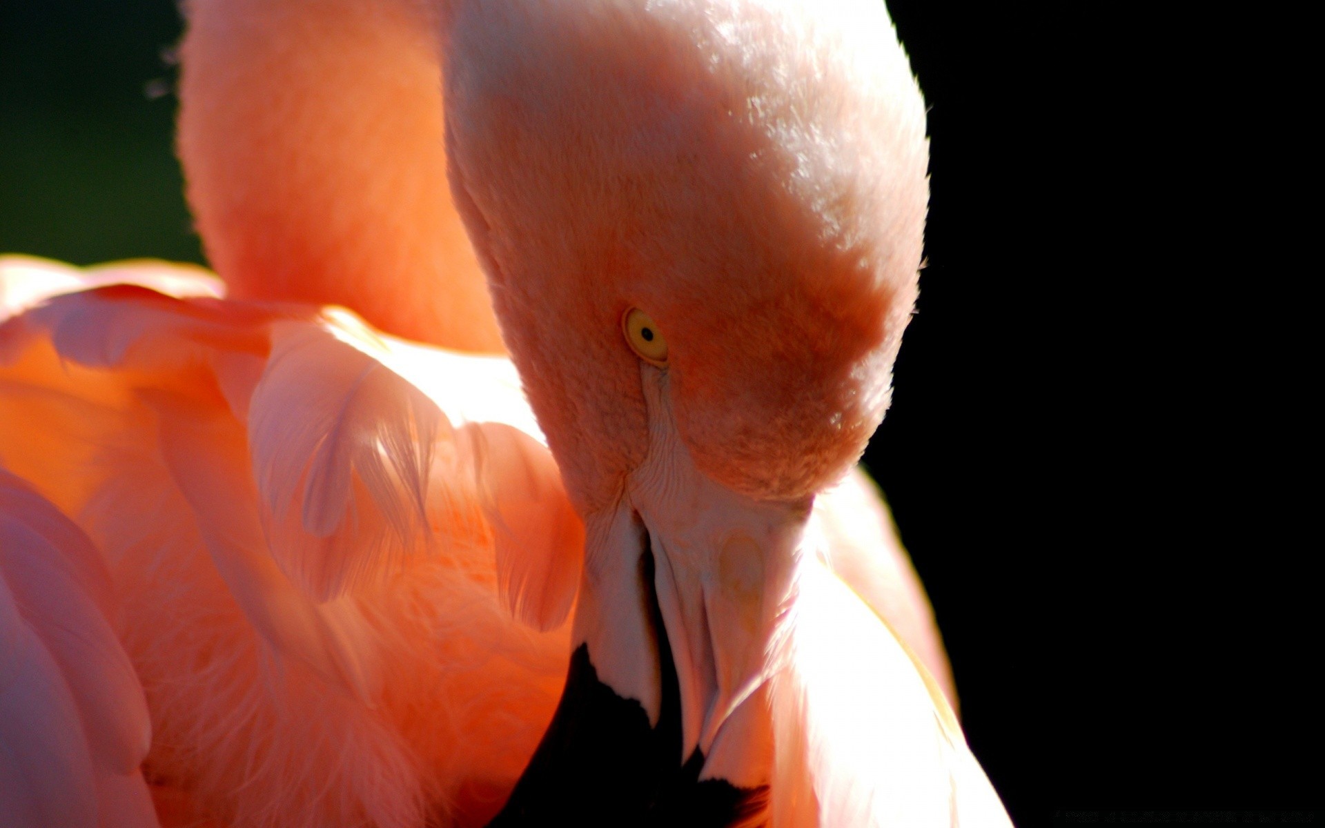 flamingo vogel einzelne tierwelt wasser feder porträt