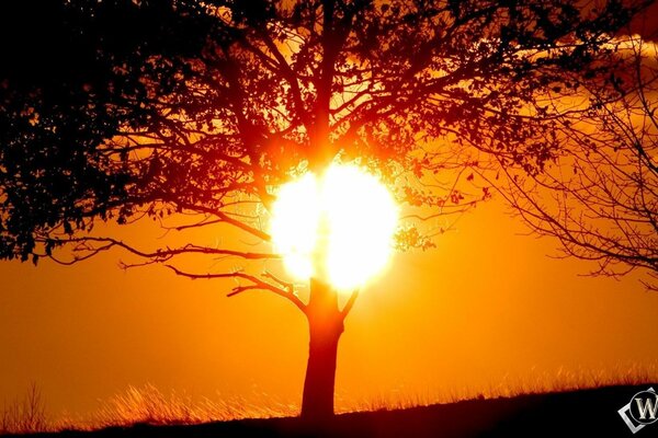 Árbol de hoja caduca en contraluz por el sol del atardecer