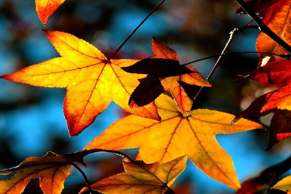 Maple leaves against the sky