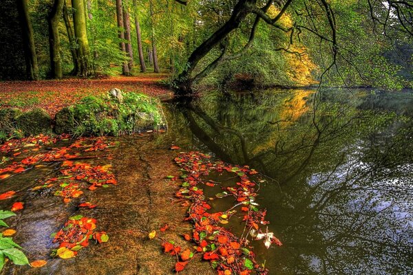 A beautiful pond with a stream in autumn