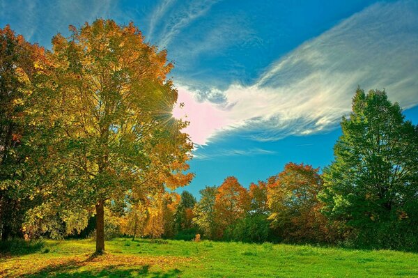 Forêt d automne avec des feuilles lumineuses sur fond de ciel bleu