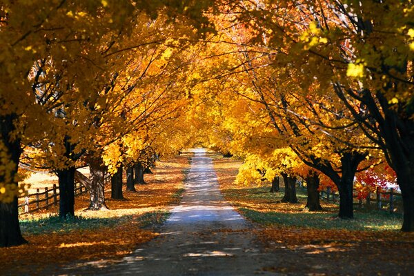 Autumn Park. Yellow trees