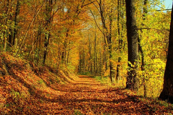 Wanderweg im Herbstpark, goldenes Laub, Sonnenlicht