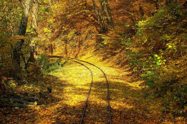 Strada in mezzo agli alberi autunnali