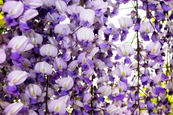 La beauté de la flore dans le jardin de fleurs